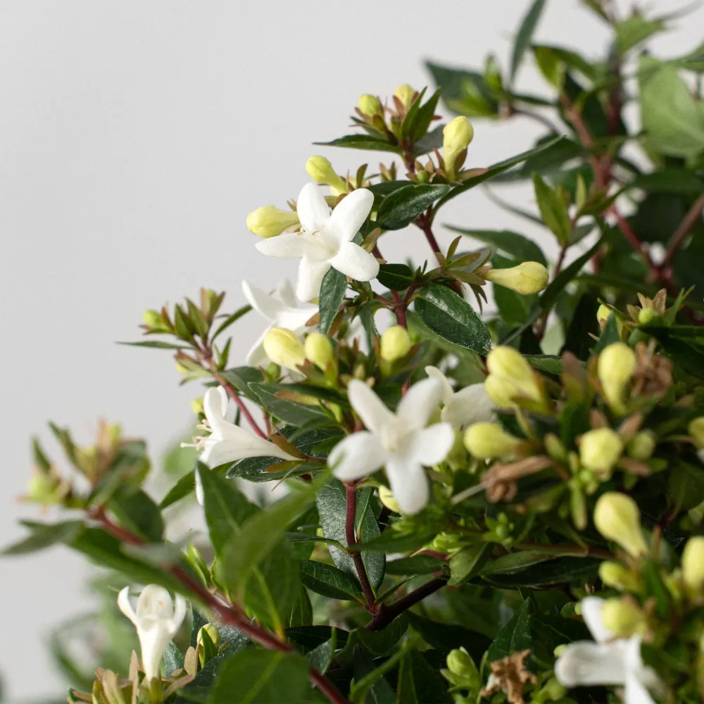 Abelia × grandiflora 'Prostrata' Certificadas Ecológicas