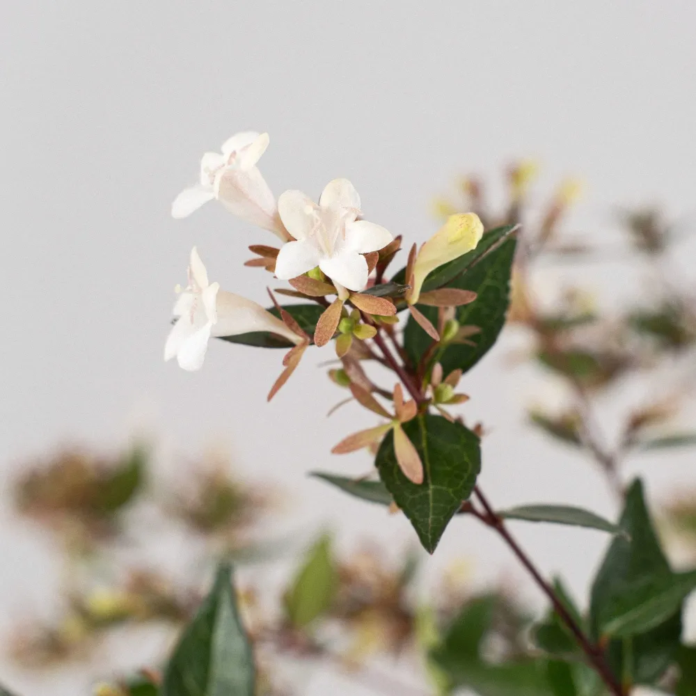 Abelia grandiflora para Sembrar en Maceta