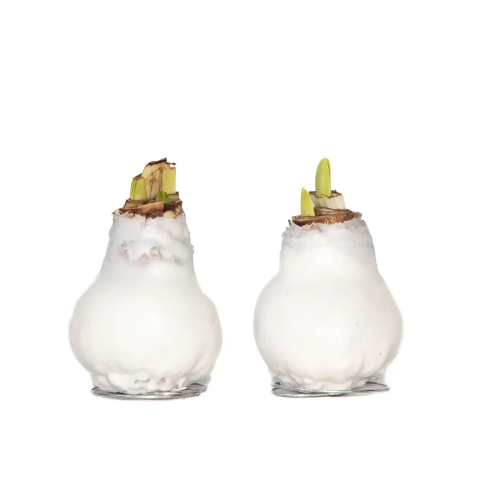 Amarilis - Hippeastrum 'wax White' - Bulbo De Flor - Rojo con Instrucciones de Cultivo