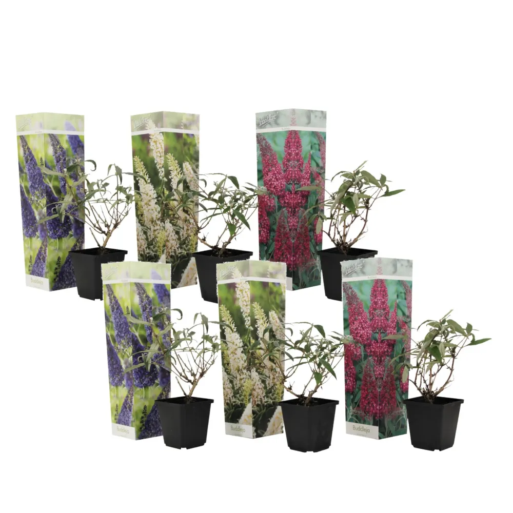 Arbusto De Las Mariposas - 6 Pzs - Buddleja Davidii - Altura 25-40cm - ⌀9cm para Zona de Sombra