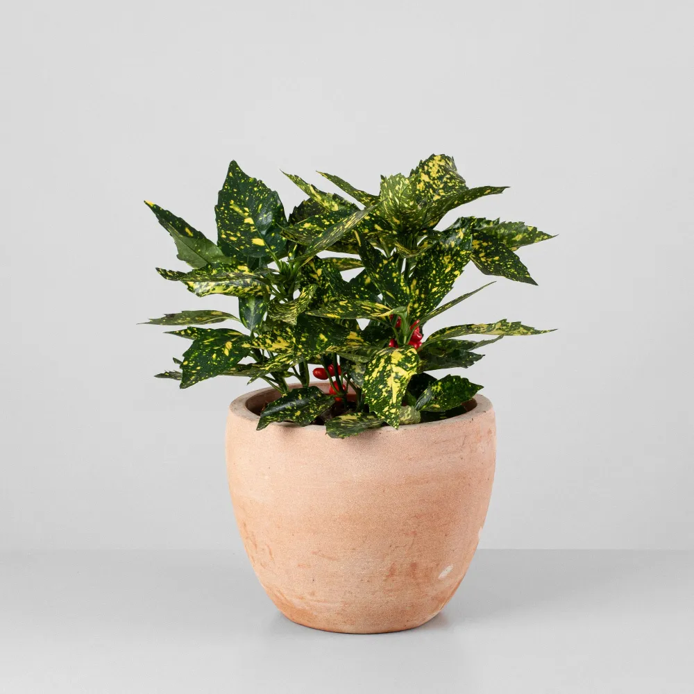 Aucuba japonica 'Crotonifolia' de Crecimiento Rápido