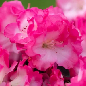 Azalea Hortinno® 'Evergreen' con Instrucciones de Cultivo