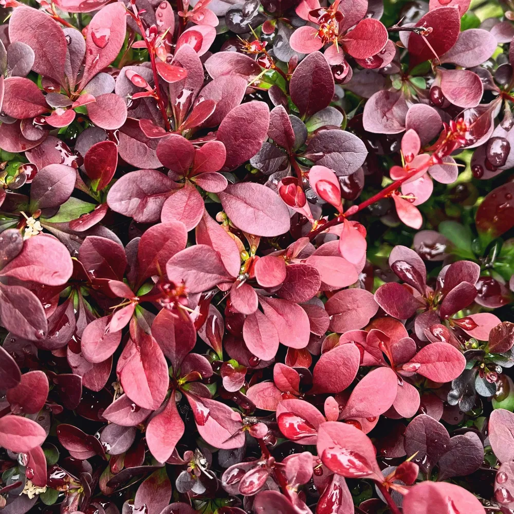 Berberis thunbergii 'Atropurpurea Nana' de Crecimiento Rápido