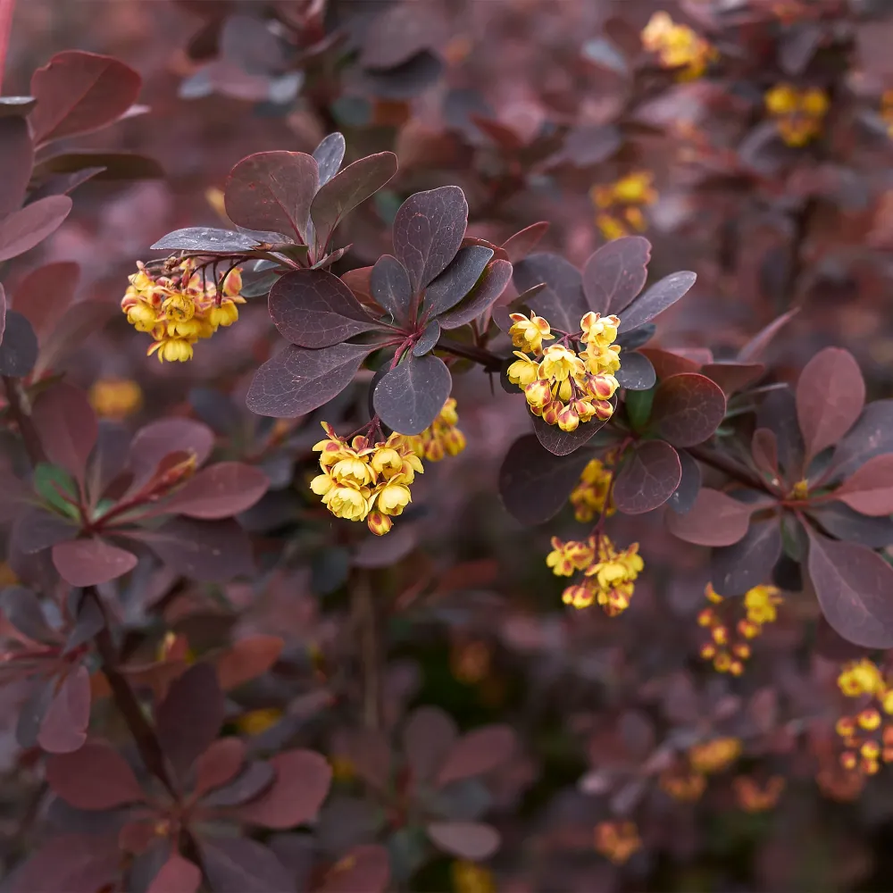 Berberis thunbergii 'Atropurpurea' con Instrucciones de Cultivo