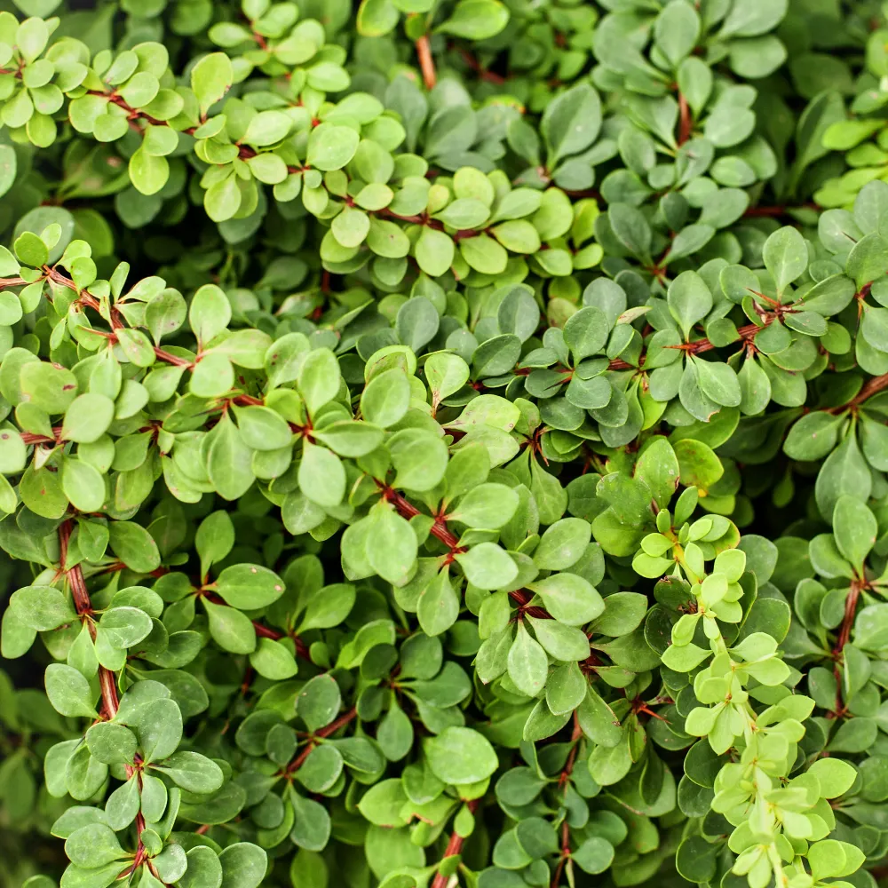 Berberis thunbergii esmeralda carpet