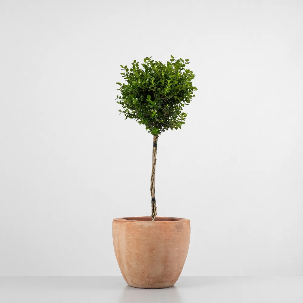 Boj mini arbolito (buxus microphylla faulkner)