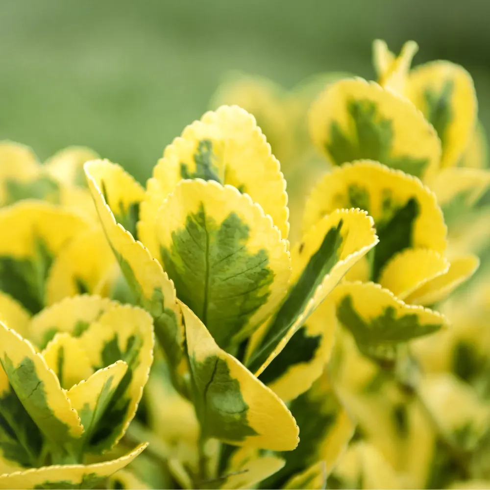 Bulbos de Floración Evónimo dorado - Euonymus japonicus 'Aurea'