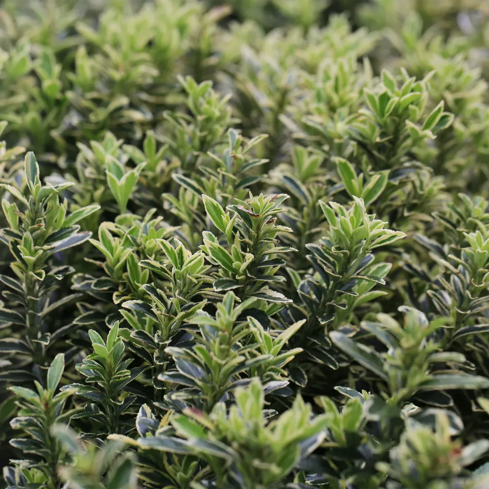 Bulbos de Floración Evónimo enano plateado - Euonymus pulchellus 'Albo'