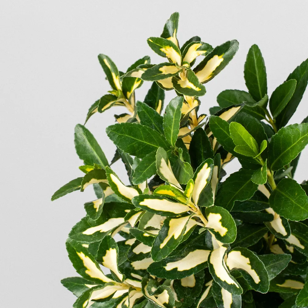 Bulbos de Floración Evónimo Luna - Euonymus japonicus 'Mediopicta'