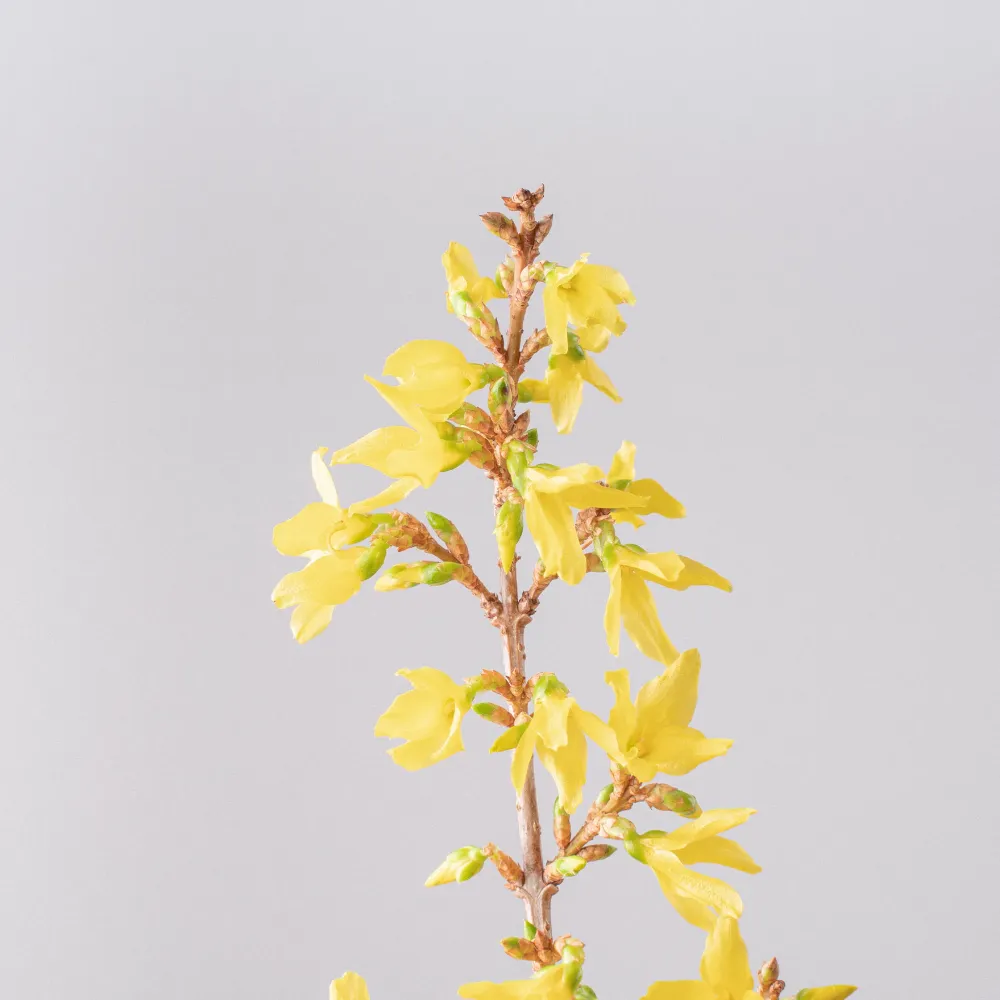 Bulbos de Floración Forsythia× intermedia 'Lynwood Variety'