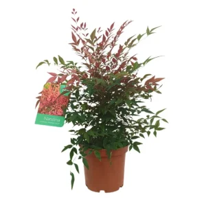 Bulbos de Floración Nandina Domestica M25 70-90cm (bambú Sagrado)