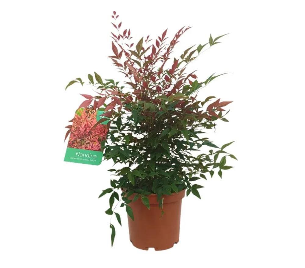 Bulbos de Floración Nandina Domestica M25 70-90cm (bambú Sagrado)
