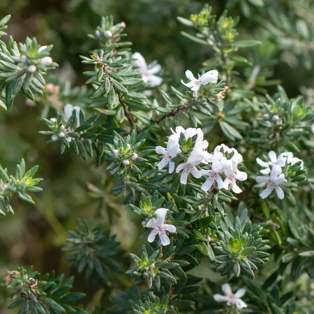 Bulbos de Floración Westringia fruticosa (Romero Marino)