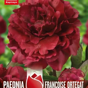 Bulbos de Paeonia 'Francoise Ortegat' | No Transgénicas |