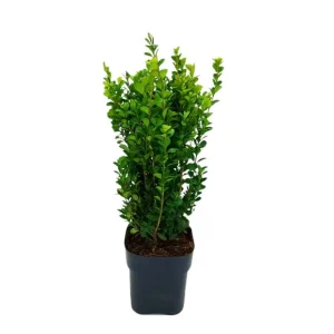 Buxus Sempervirens M17 40-50cm en Sobre de 50 Semillas