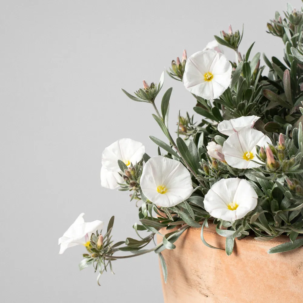 Convolvulus cneorum - Campanilla plateada - Listo para Plantar