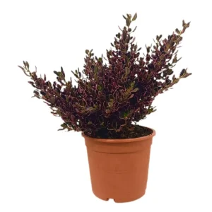 Coprosma Pacific Sunrise M22 40cm - Listo para Plantar