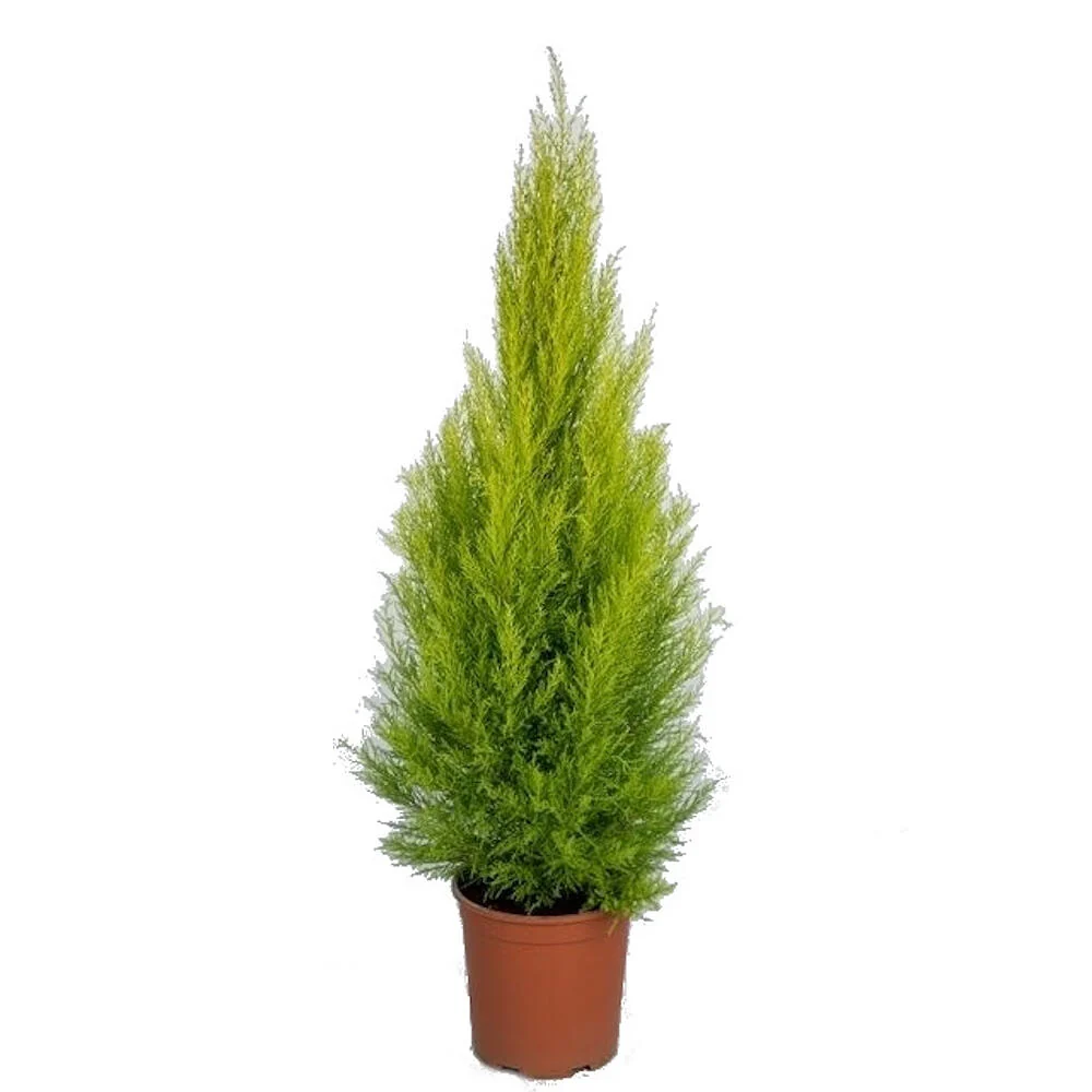 Cupresus Gold Crest Wilma M21 90cm (pino De Limon)