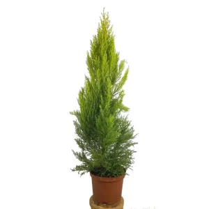 Cupresus Gold Crest Wilma M23 90cm (pino Del Limón)