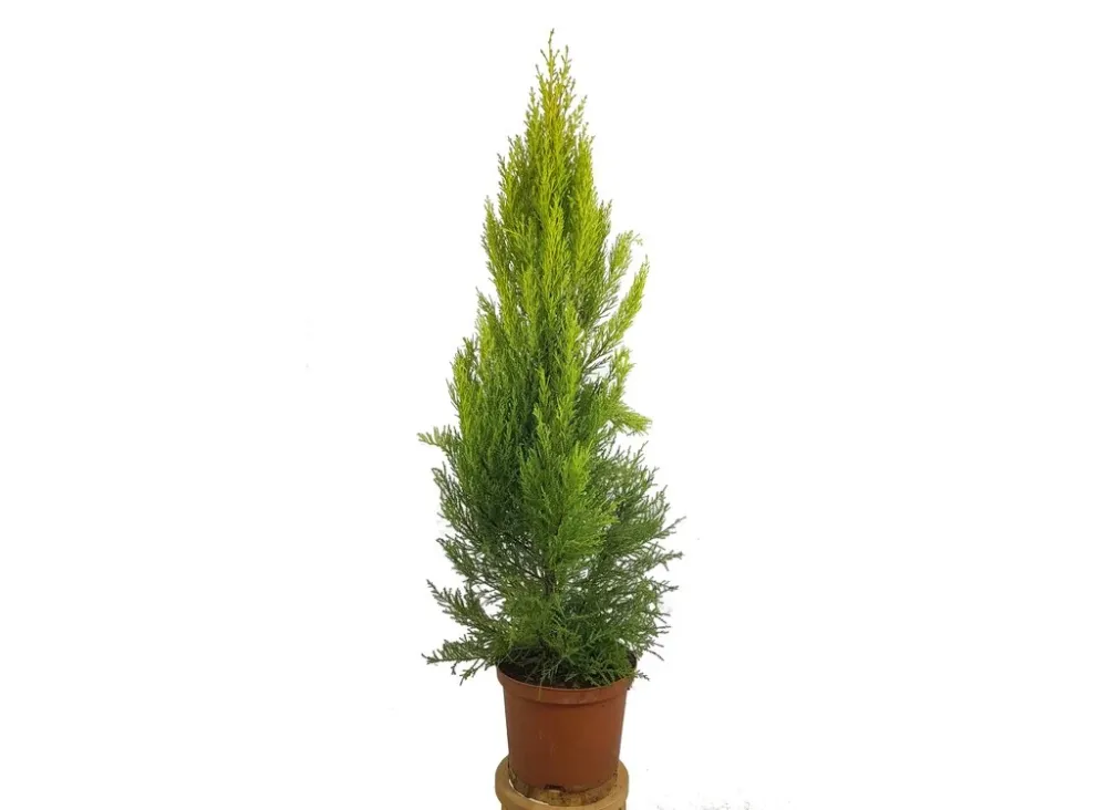Cupresus Gold Crest Wilma M23 90cm (pino Del Limón)