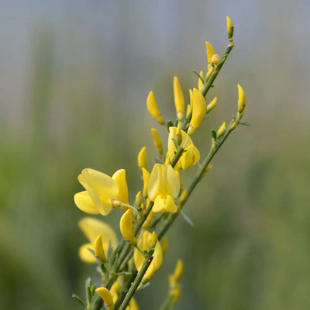 Cytisus × praecox 'Allgold' de Temporada de Primavera