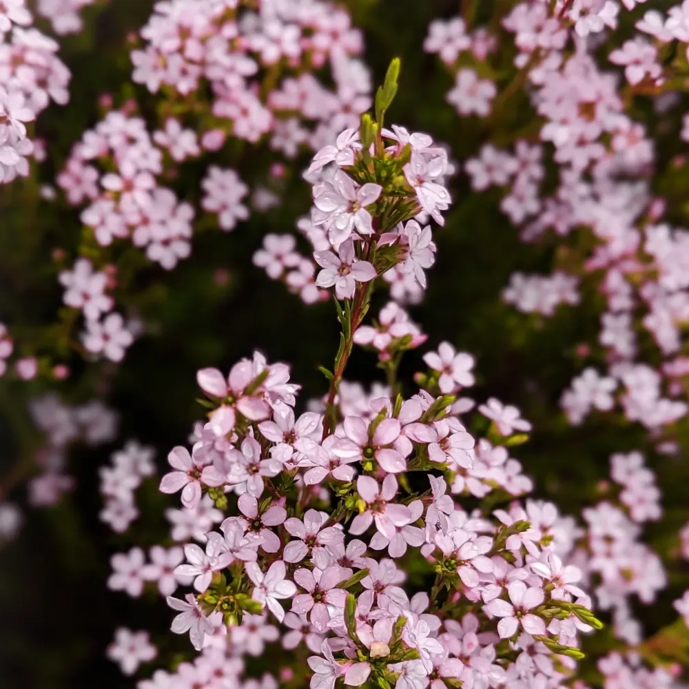 Diosma hirsuta 'Sunset Gold' con Alto Rendimiento