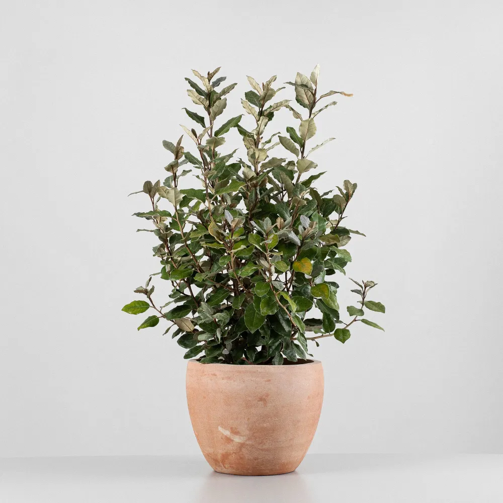 Elaeagnus x ebbingei 'Compacta' de Crecimiento Rápido