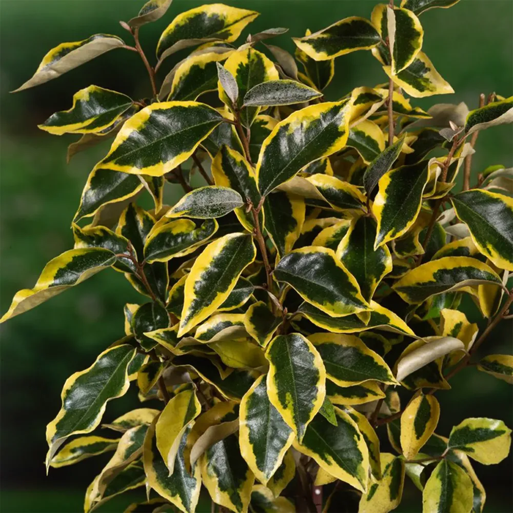 Elaeagnus x ebbingei 'Gilt Edge' con Alto Rendimiento