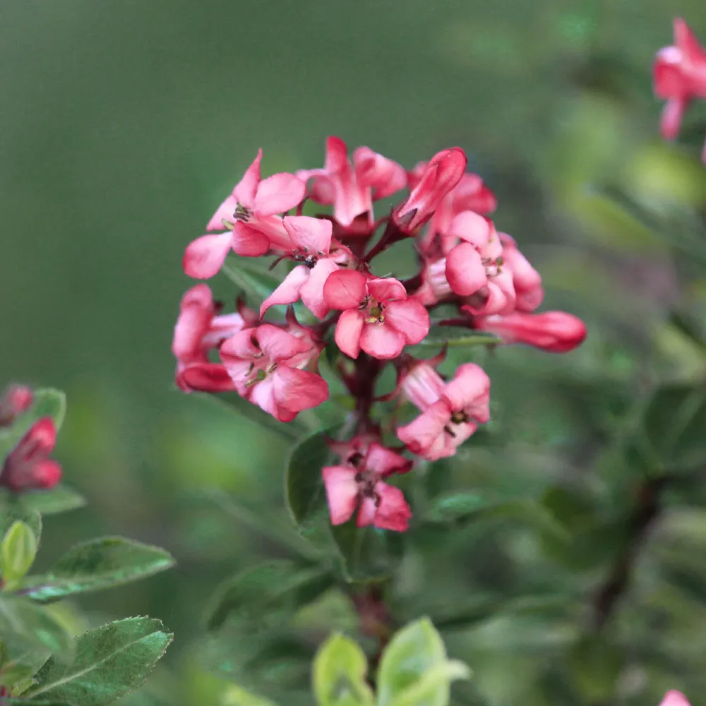 Escallonia 'Red Dream' de Temporada de Primavera
