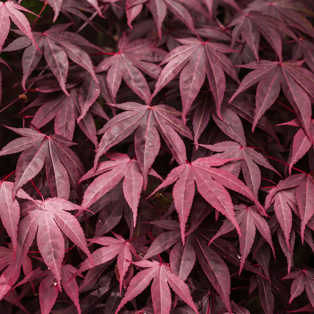 Esquejes de Acer palmatum 'Atropurpureum' (Arce Japonés Rojo)