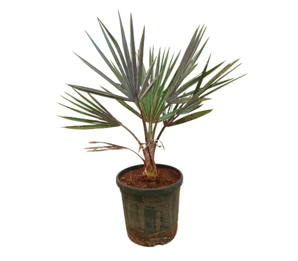 Esquejes de Bismarckia Nobilis M32 80-100cm