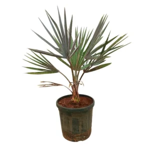 Esquejes de Bismarckia Nobilis M32 80-100cm