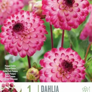Esquejes de Bulbos de Dahlia 'Little Robert'
