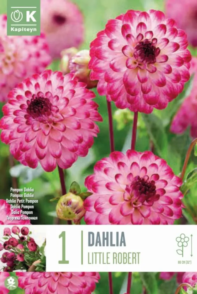 Esquejes de Bulbos de Dahlia 'Little Robert'