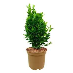 Euonymus Compacta M27 con Alto Rendimiento