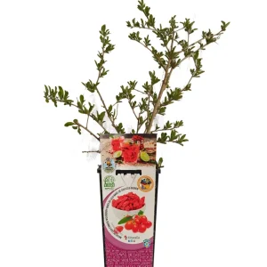 Goji En Maceta 2 L. Sin procesar - Fitoralia