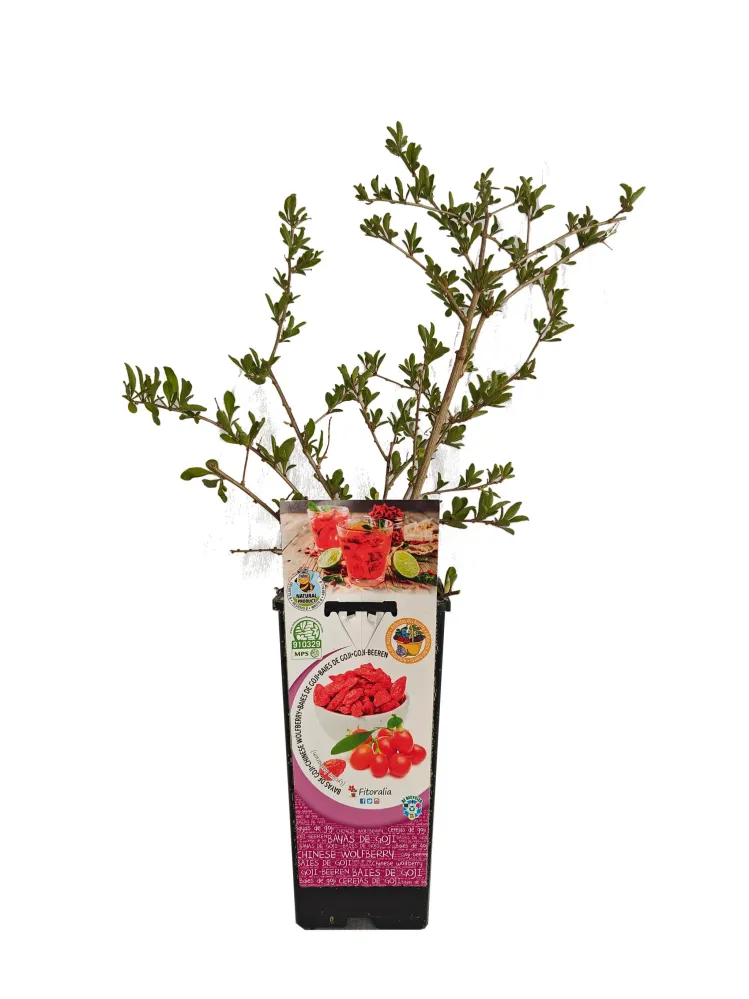 Goji En Maceta 2 L. Sin procesar - Fitoralia
