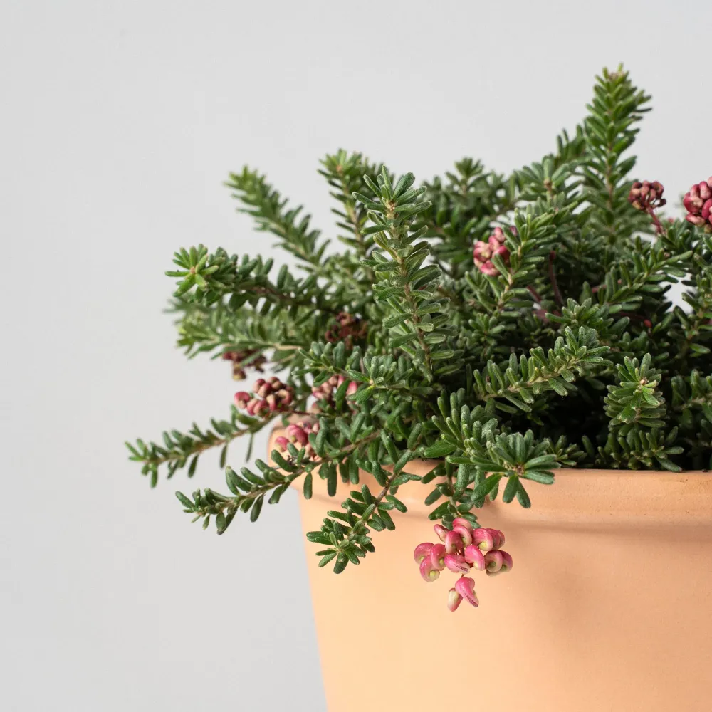 Grevillea lanigera 'Mt Tamboritha' Resistentes Sequí