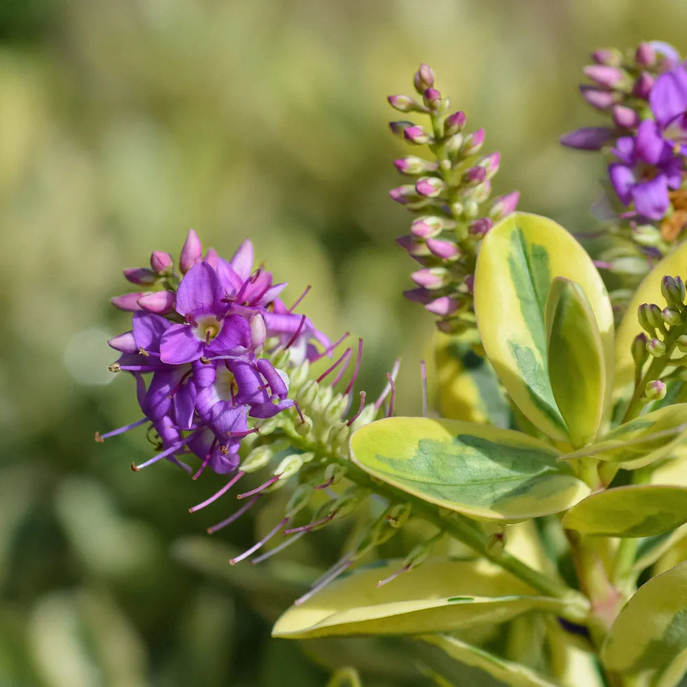 Hebe 'Variegata' Certificadas Ecológicas