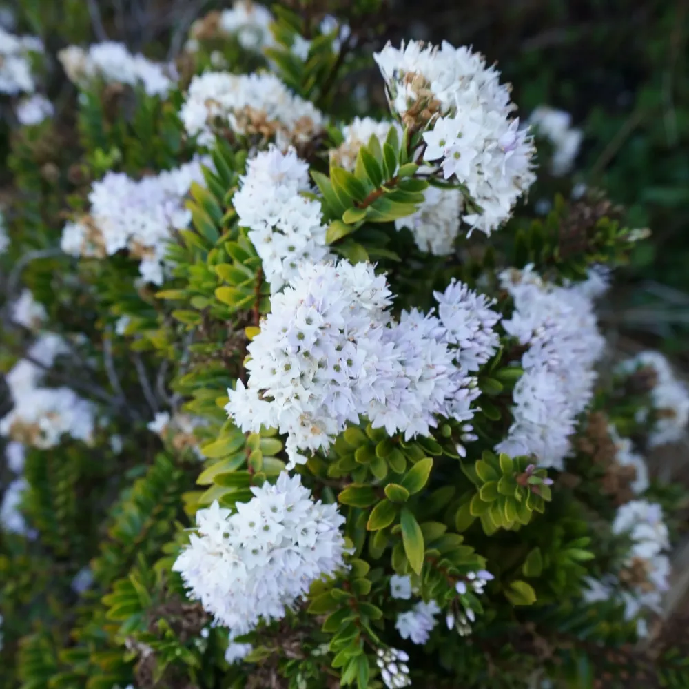 Hebe Veronica diosmifolia de Temporada de Primavera
