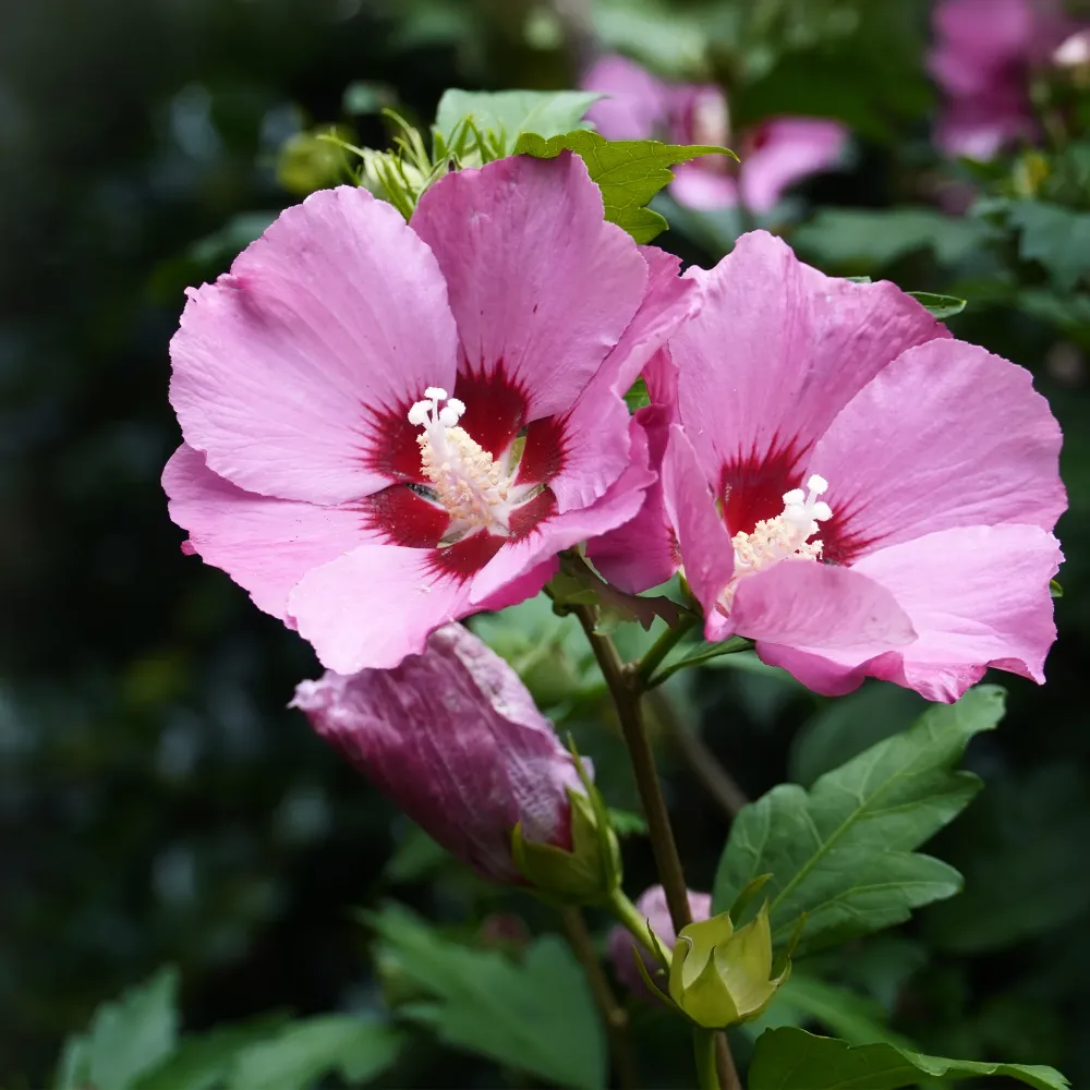 Hibiscus syriacus 'Pink Giant' | No Transgénicas |