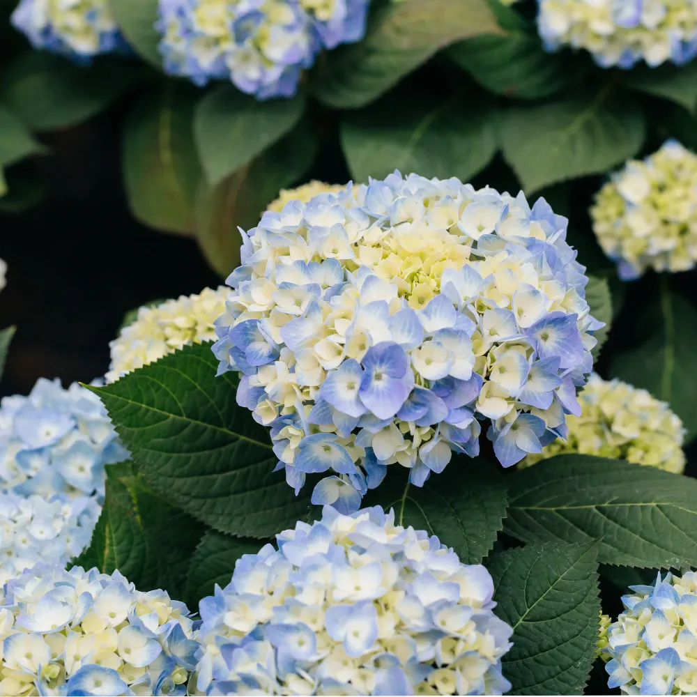 Hortensia de exterior Certificadas Ecológicas
