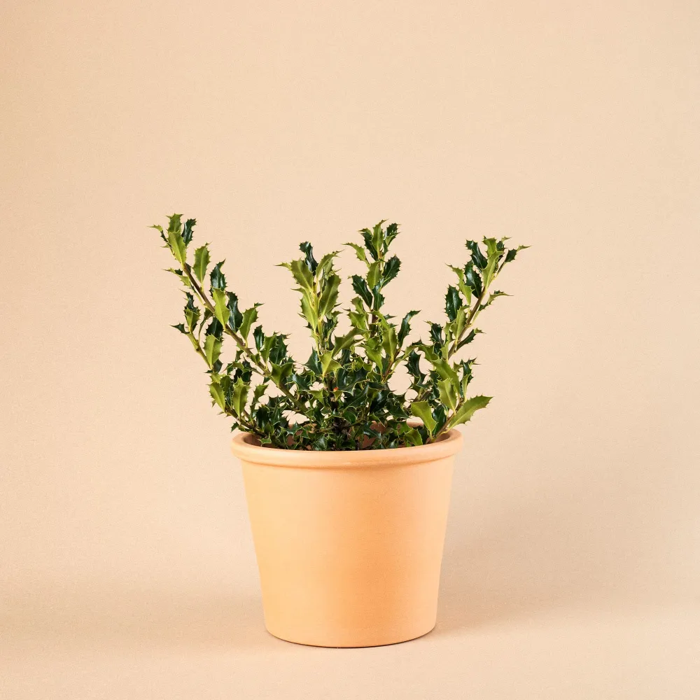 Ilex aquifolium 'Alaska' (Acebo) Variedad Heirloom