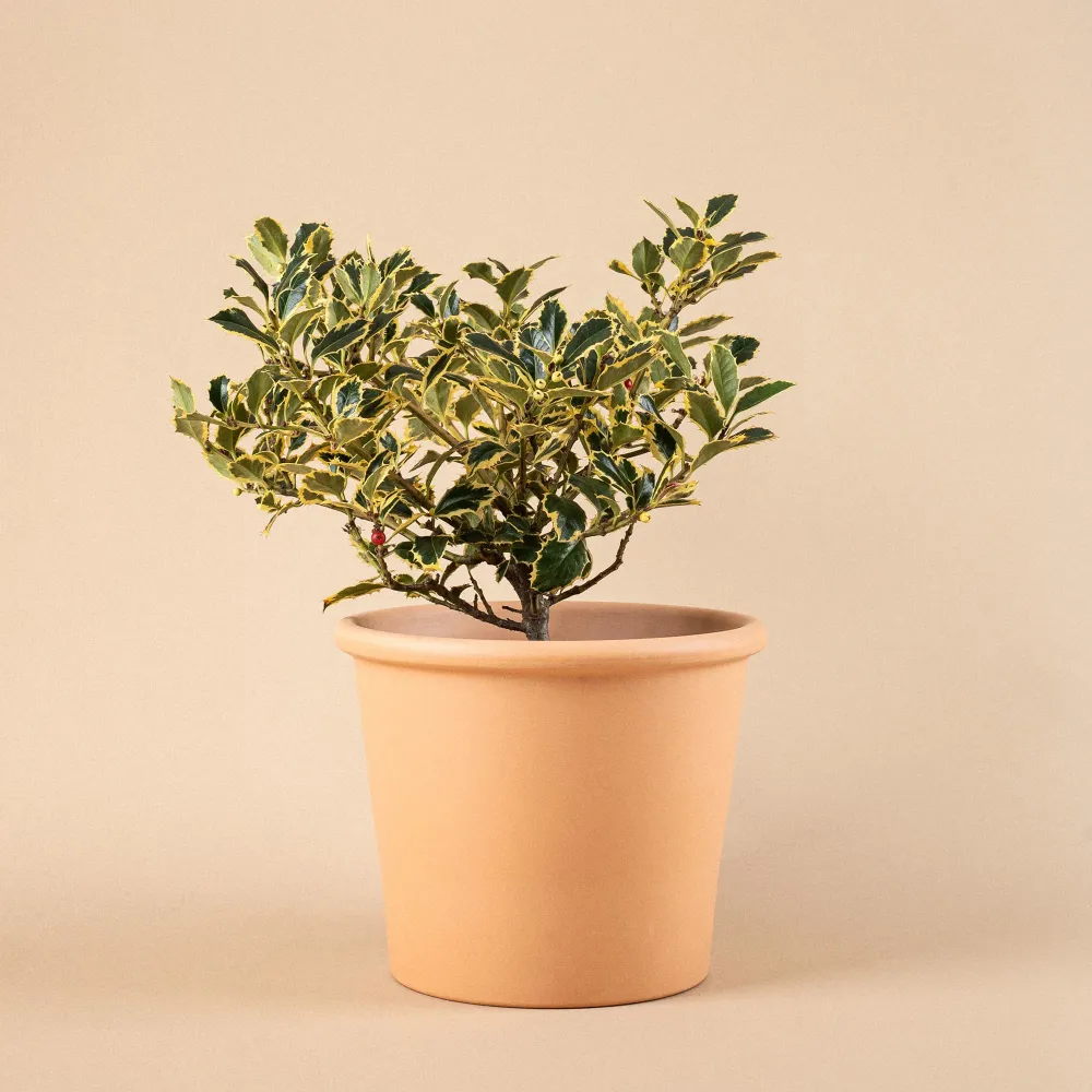 Ilex aquifolium 'Argentea Marginata' (Acebo) de Temporada de Primavera