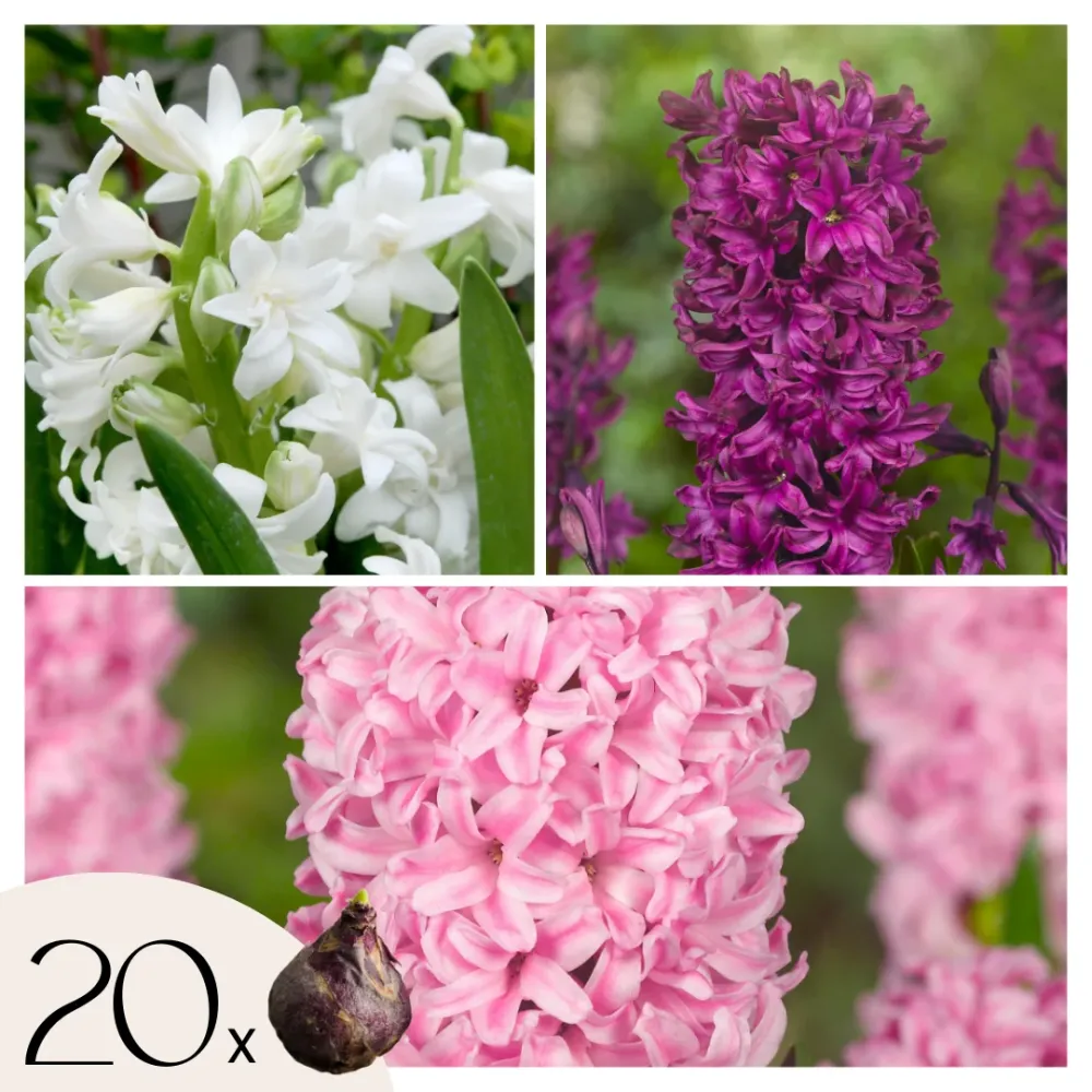 Jacinto - 20 Pzs - Hyacinthus - Bulbos De Flores - Listo para Plantar