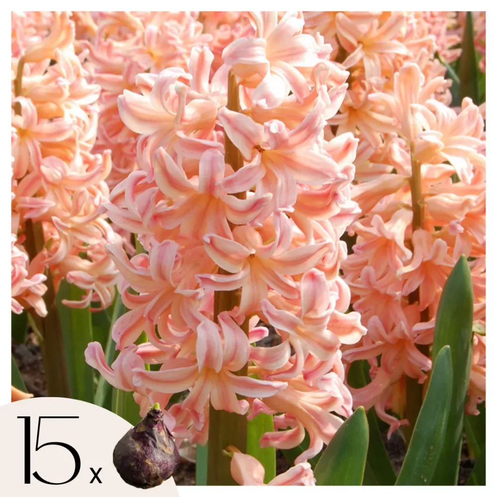 Jacinto - 15 Pzs - Hyacinthus 'gipsy Queen' - Bulbos De Flores - Naranja - Listo para Plantar