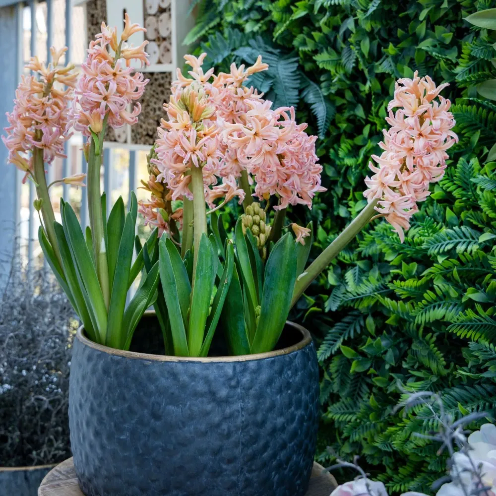 Jacinto - 15 Pzs - Hyacinthus 'gipsy Queen' - Bulbos De Flores - Naranja - Listo para Plantar