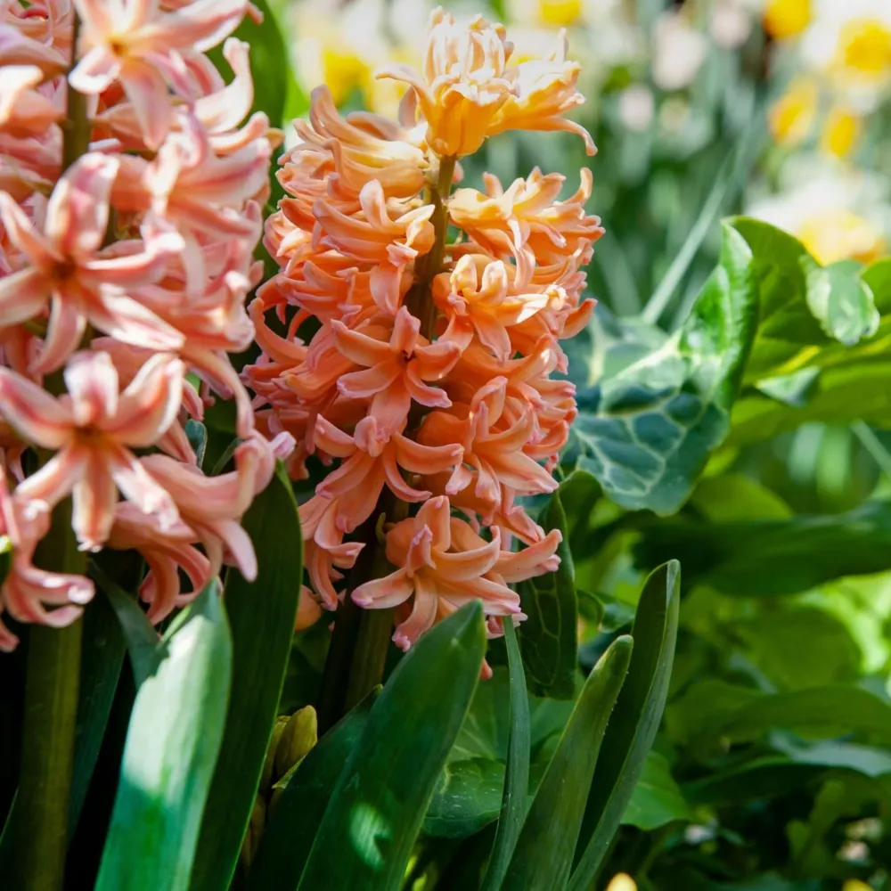 Jacinto - 15 Pzs - Hyacinthus 'gipsy Queen' - Bulbos De Flores - Naranja - Listo para Plantar