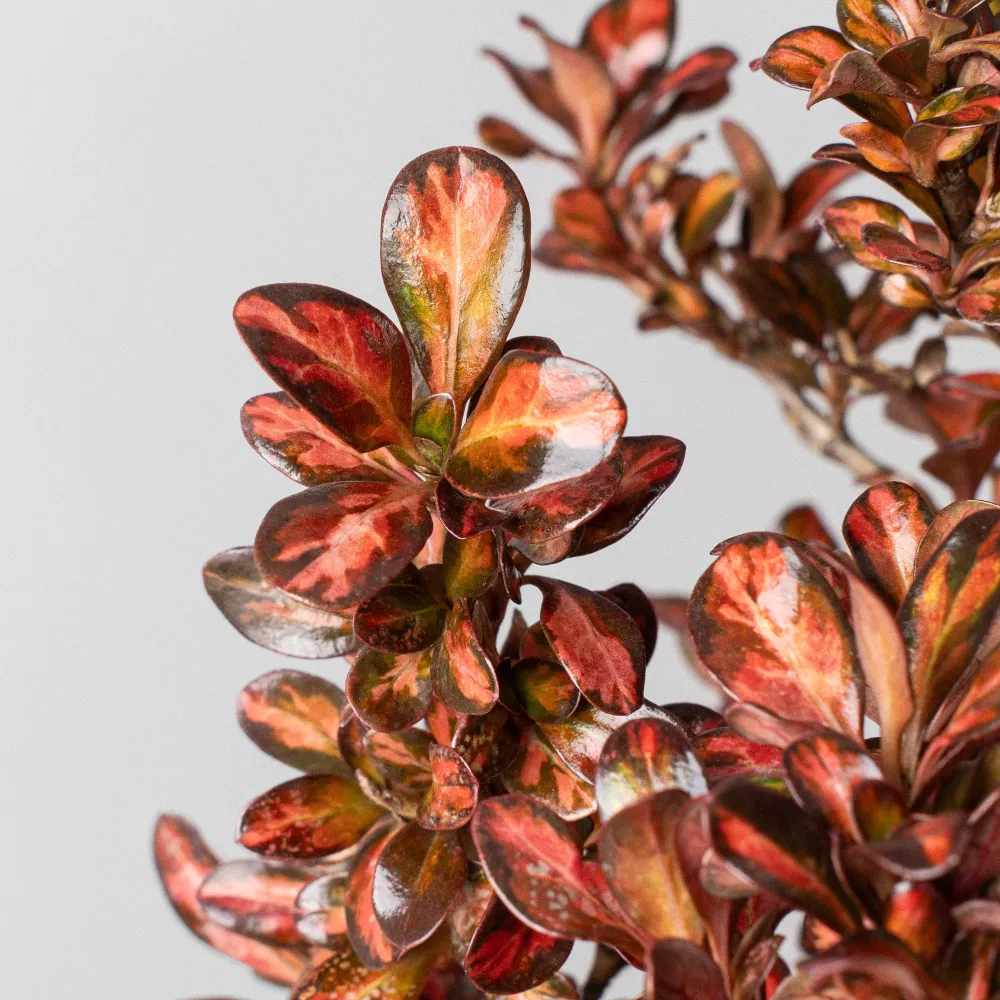 Kit de Germinación Coprosma 'Evening Glow'