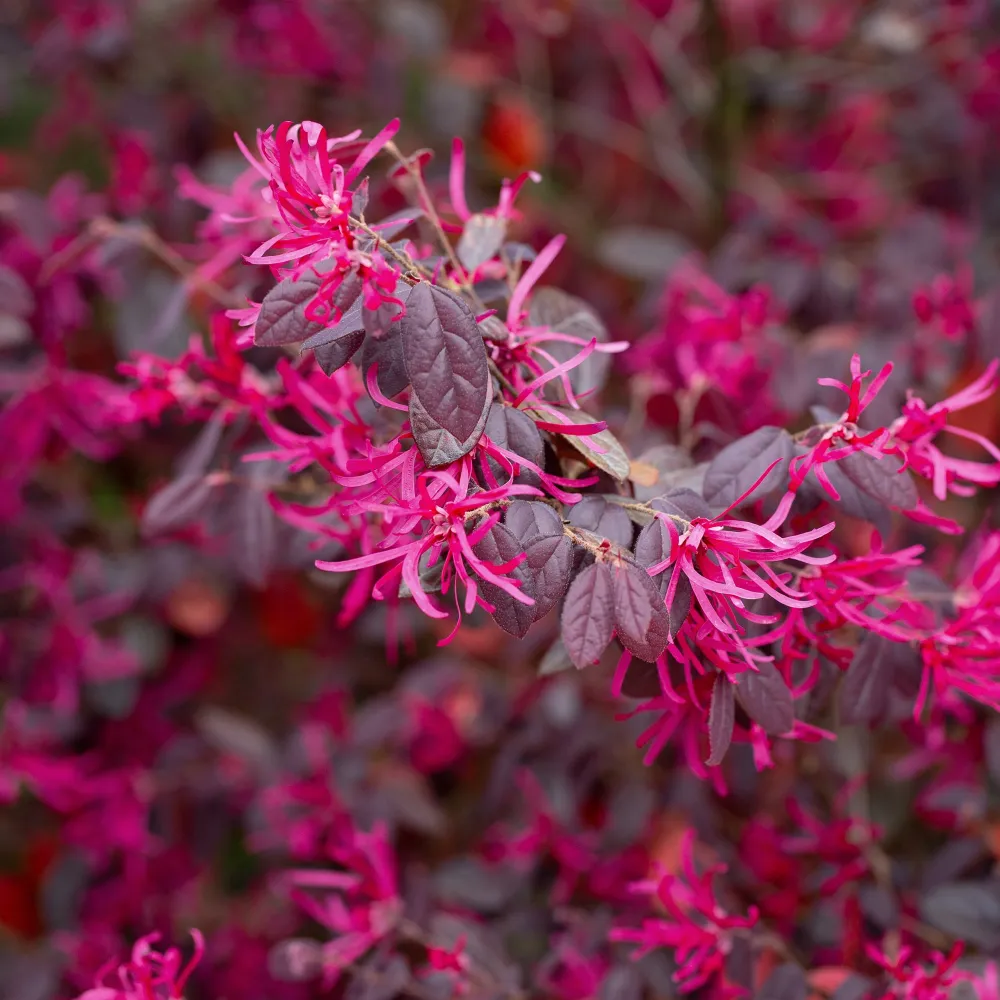 Loropetalum chinense 'Fire Dance' para Zona de Sombra